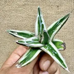 2025年最新】アガベ 氷山の人気アイテム - メルカリ