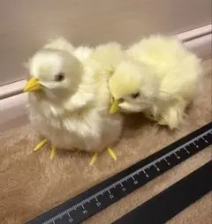 リアルひよこ 置物 ぬいぐるみ マスコット　2匹セット