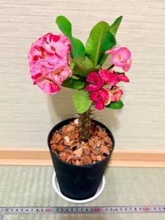 ハナキリン 八福 八福神のサムネイル