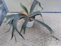 球根ウォースレヤ プロセラ ブルーアマリリス Worsleya procera - メルカリ