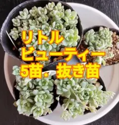 リトープス 抜き苗 多肉植物 生きた宝石 - メルカリ