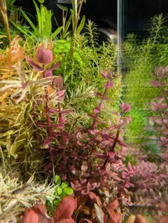 郵送 アラグアイアパープルバコパ水中葉1本 水草 ADA 水槽 - メルカリ