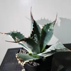 2026年最新】アガベ パラサナ錦 ファイヤーボールの人気アイテム