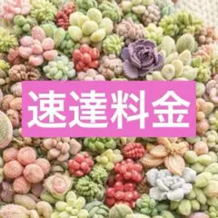 はな様 リクエスト 2点 まとめ商品