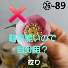 2025年最新】クリスマスローズの人気アイテム - メルカリ