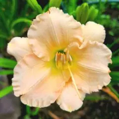 メルカリ便発送‼︎　リップルエフェクト　5号鉢付き発送‼︎ 鉢物の 植物の梱包の仕方 メルカリ ラクマの 植物梱包方法 - YouTube