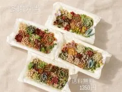 多肉植物 多肉弁当