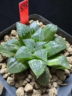 49b 多肉植物 ハオルチア 狼蛛オブツーサ錦 自家繁殖 抜き苗発送