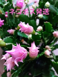 デンマークカクタス バラ咲き他