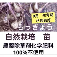 エシャレット　苗　種　新一富士山麓産 エシャレット 種 ゆっち様専用 富士山麓産 - メルカリ