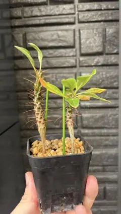 2025年最新】フォークイエリアの人気アイテム - メルカリ