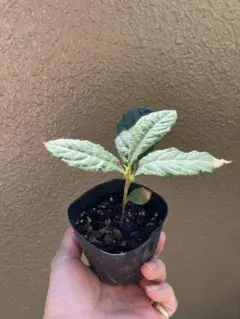 びわの苗木⭐️クイーン長崎⭐️ポット植え❣️④