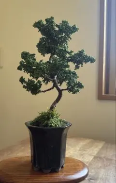 2025年最新】石化ヒノキの人気アイテム - メルカリ