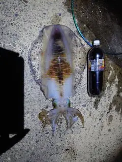 sabatora様 リクエスト 2点 まとめ商品