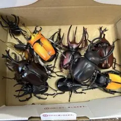 カブトムシ フィギュア まとめ売り