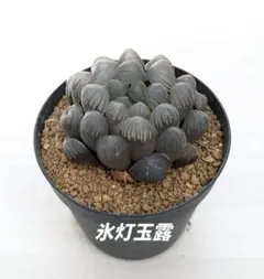 Maybej様 リクエスト 4点 まとめ商品