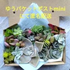 多肉植物 カット苗・根付き苗の詰め合わせ