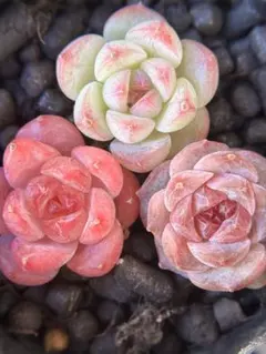 り*ら様 現品　新作　多肉植物　エケベリア　小苗　3株　5cm鉢