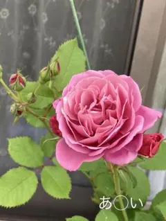 2026年最新】和バラの人気アイテム - メルカリ