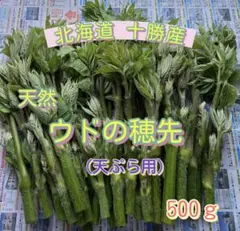 ①北海道 十勝産 天然山ウド 新芽・若芽500g - メルカリ