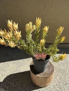 2026年最新】リューカデンドロンの人気アイテム - メルカリ