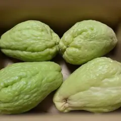 2026年最新】ハヤトウリ種の人気アイテム - メルカリ