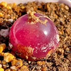 のんち様 リクエスト 6点 まとめ商品