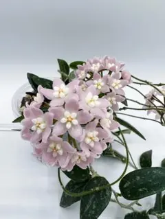 花座ありホヤ 大苗トムソニー　ピンクHoya thomsonii pink 花座ありホヤ極美株 大苗トムソニー ピンクHoya thomsonii pink - メルカリ