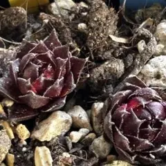 多肉植物 センペルビウム テクトラム ルージュ No.62【桃】 - メルカリ