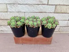 多肉植物・乙女心３ポット