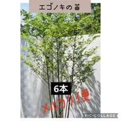 特価❗️エゴノキの苗　6本（2年生苗）のサムネイル