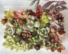 多肉植物寄せ植えセット•カット苗