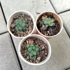 ハオルチア オブツーサ 3株　抜き苗