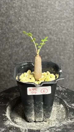 2025年最新】ボスウェリア ネグレクタの人気アイテム - メルカリ