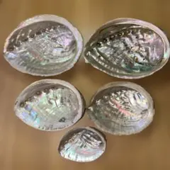 アワビ 貝殻
