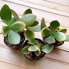 多肉植物 金のなる木黄金花月抜き苗 - メルカリ