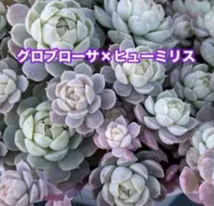 多肉植物 グロブローサ×ヒューミリス カット苗② - メルカリ