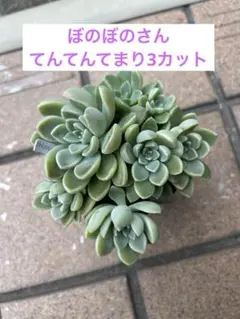 2026年最新】てんてんてまりの人気アイテム - メルカリ