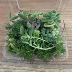 エケベリア・セダム 多肉植物セット