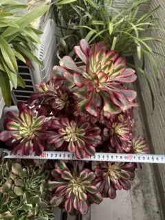 2026年最新】アエオニウム シャネルの人気アイテム - メルカリ