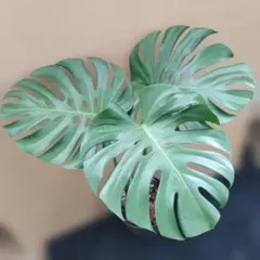 モンステラデリシオーサ 鉢植発送 屋久島産 - メルカリ