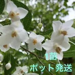 しろ3様 リクエスト 3点 まとめ商品