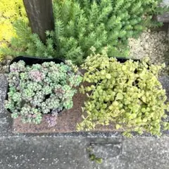セダム 5種 抜き苗6㎝ポット - メルカリ