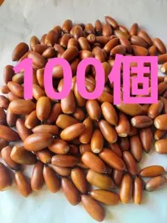 どんぐり　マテバシイ　100個