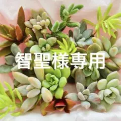 2025年最新】多肉植物寄せ植えセットの人気アイテム - メルカリ