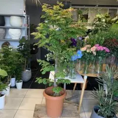 モミジ 鶴の舞｜イロハモミジ系 H60cm前後 紅葉 カエデ 鉢植え 苗木