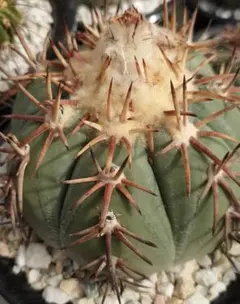 2025年最新】翠平丸 サボテンの人気アイテム - メルカリ