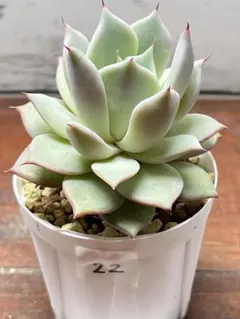 2026年最新】リンゼアナの人気アイテム - メルカリ