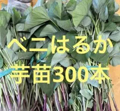 べにはるか 400本 新鮮さつまいも苗 無農薬 - メルカリ