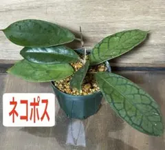 2025年最新】ホヤ カリストフィラの人気アイテム - メルカリ